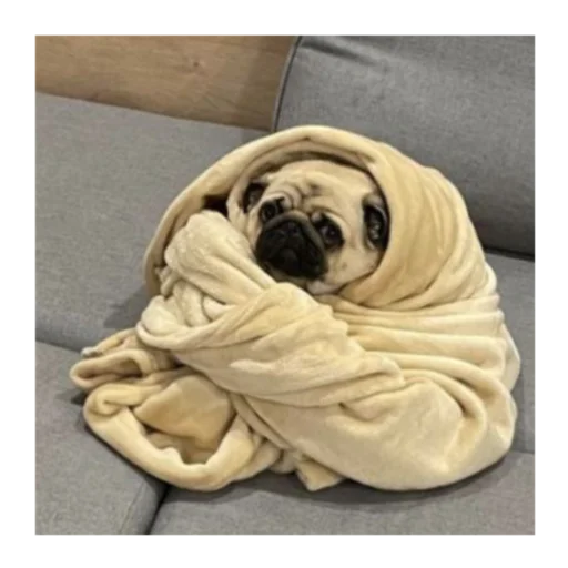 Стикер mopsyforyou - 1