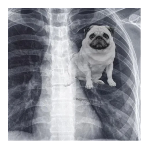 Sticker mopsyforyou - 1