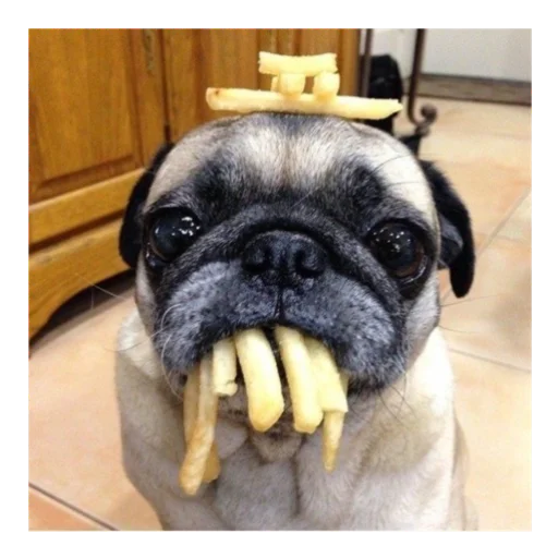 Sticker mopsyforyou - 1