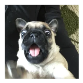 Sticker Мопс @stickersforyourlife - 7