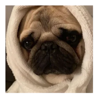 Sticker Мопс @stickersforyourlife - 8