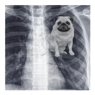 Sticker Мопс @stickersforyourlife - 6