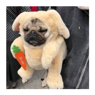 Sticker Мопс @stickersforyourlife - 9