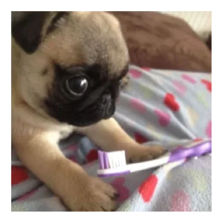 Sticker Мопс @stickersforyourlife - 5