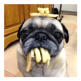 Sticker Мопс @stickersforyourlife - 4