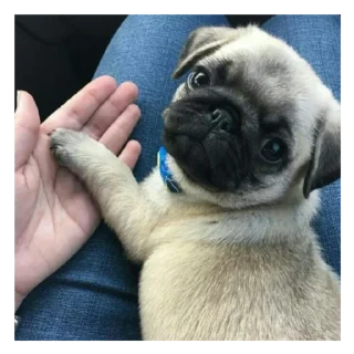 Sticker Мопс @stickersforyourlife - 2