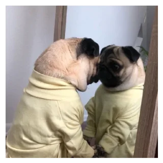 Sticker Мопс @stickersforyourlife - 11