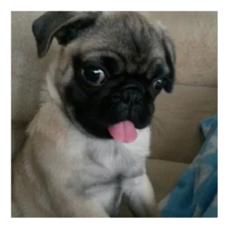 Sticker Мопс @stickersforyourlife - 1