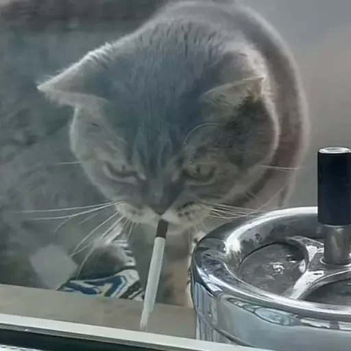 Sticker mordyebala - 1