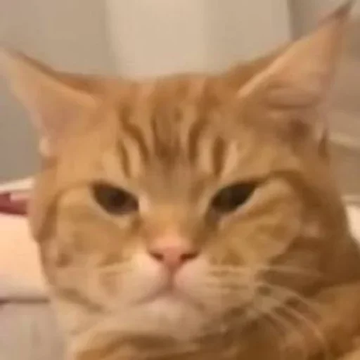 Sticker mordyebala - 1