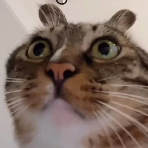 Sticker mordyebala - 1