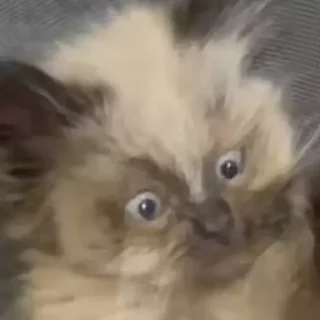 Sticker Морды - 9