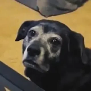 Sticker Морды - 11