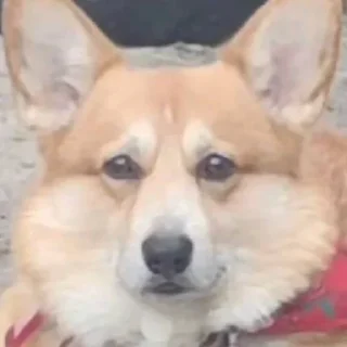 Sticker Морды - 2