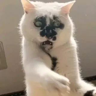 Sticker Морды - 8