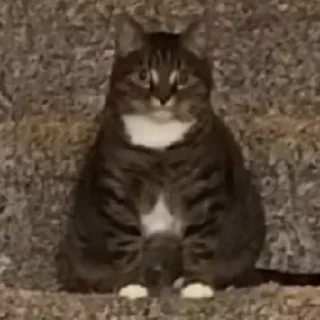 Sticker Морды - 4