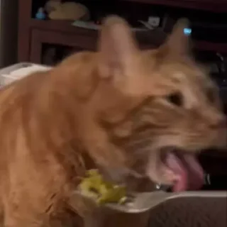 Sticker Морды - 3