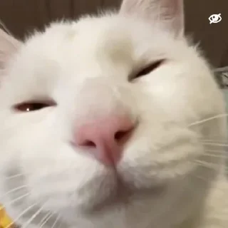 Sticker Морды - 10