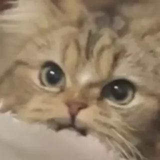 Sticker Морды - 6