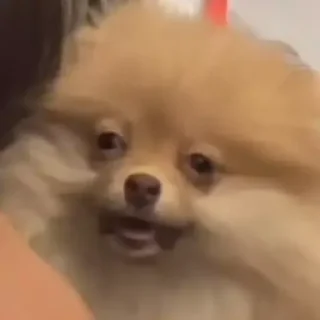 Sticker Морды - 0