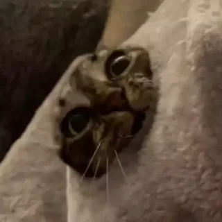 Sticker Морды - 7