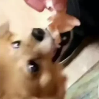 Sticker Морды - 5