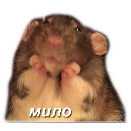 хомяки и не только - 