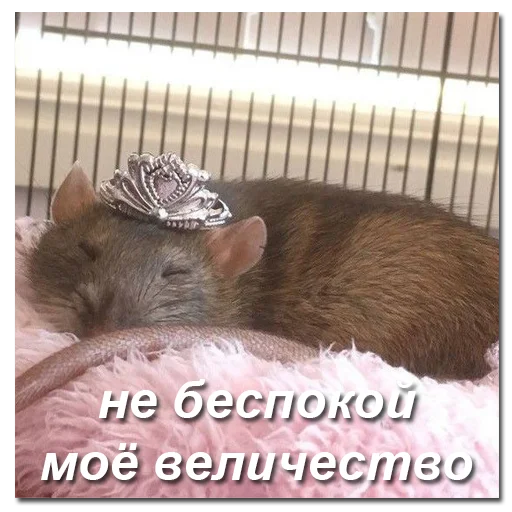 Стикер хомяки и не только - 0