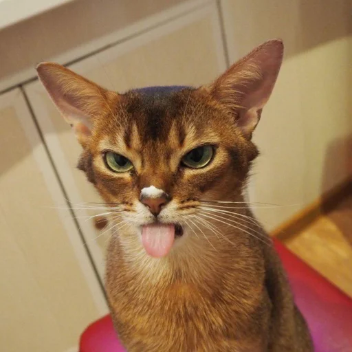 mememaster - животное