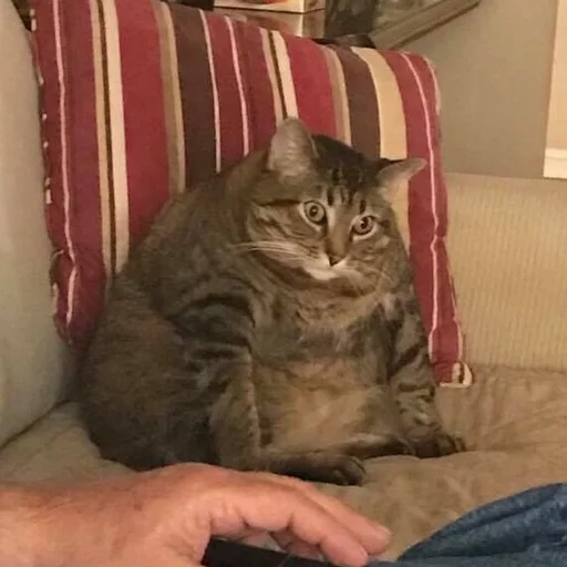 кошки малого и среднего размера кошка комнатный