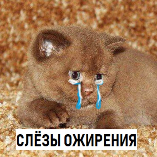 животное млекопитающее кошка