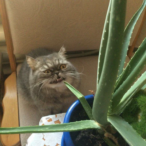 кошка животное Комнатное растение