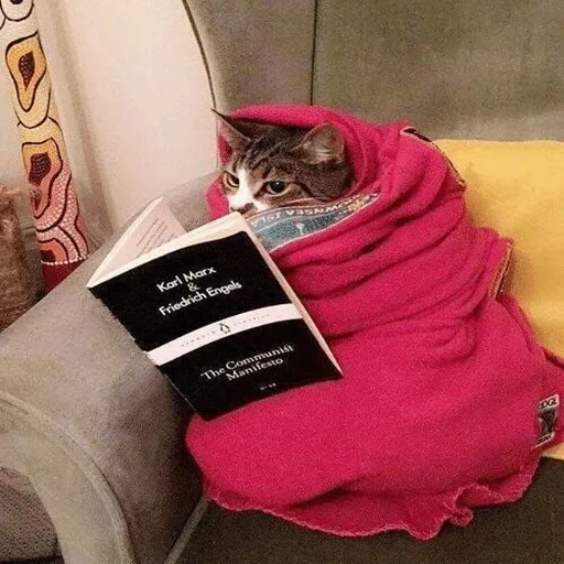 кошка животное комнатный