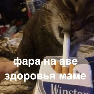 Стикер morphy chat котики @whymorphy - 4