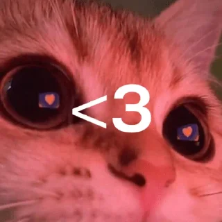 Стикер morphy chat котики @whymorphy - 3