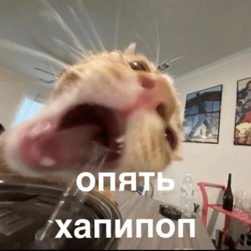 Sticker morphychat - 1