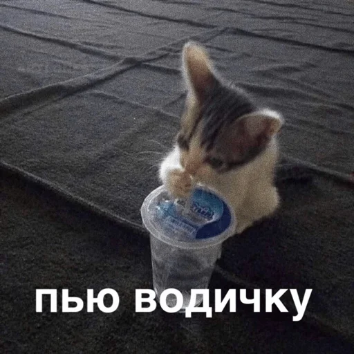 Sticker morphychat - 1