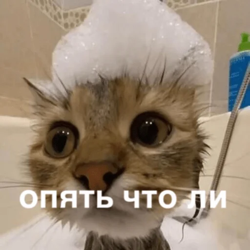 Sticker morphychat - 1