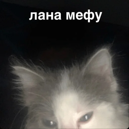 Sticker morphychat - 1