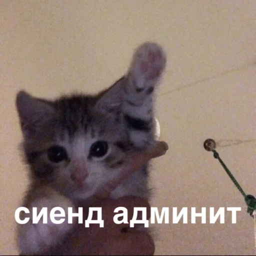 Sticker morphychat - 1