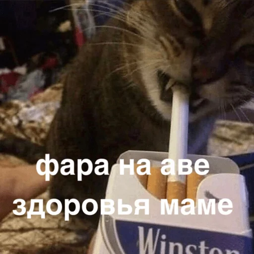 Sticker morphychat - 1