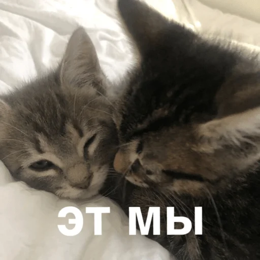 Стикер morphy chat котики @whymorphy - 1