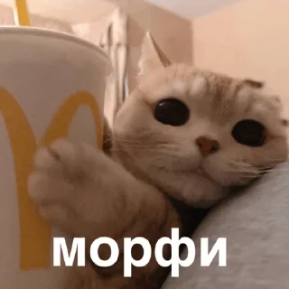 Стикер morphy chat котики @whymorphy - 2