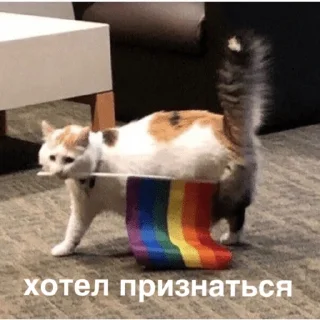 Стикер morphy chat котики @whymorphy - 6