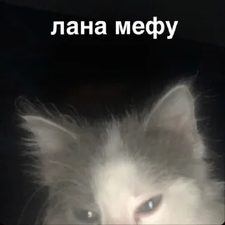 Стикер morphy chat котики @whymorphy - 7