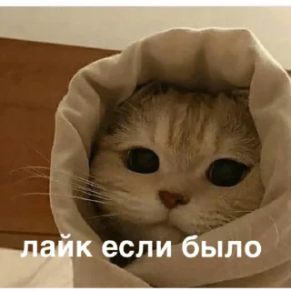 Стикер morphy chat котики @whymorphy - 0