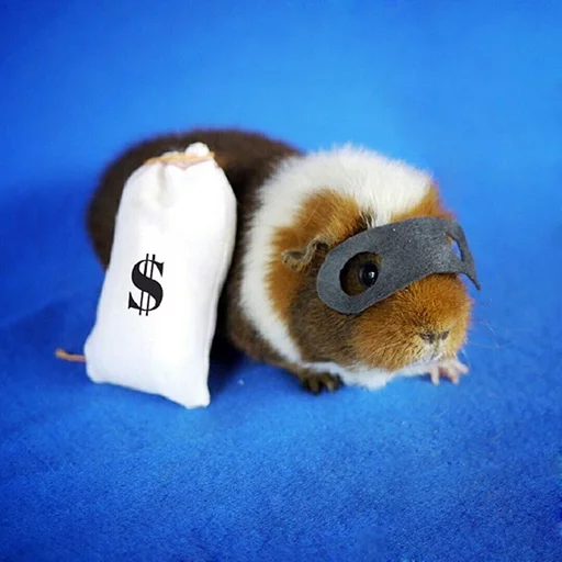 rodent animal guinea pig