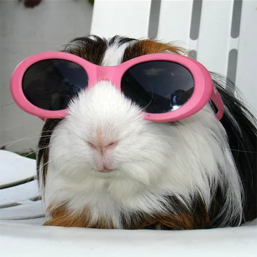 млекопитающее кролик животное