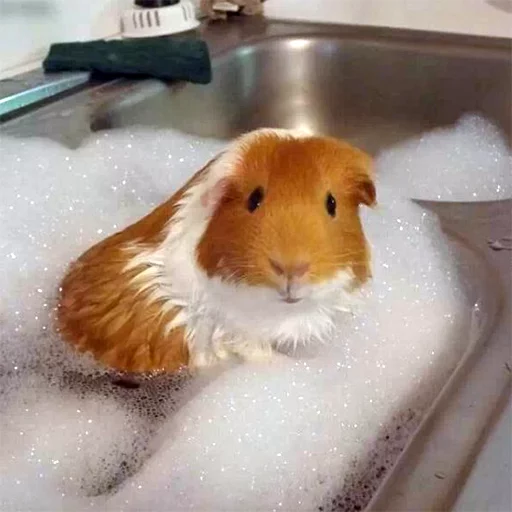 млекопитающее тонуть комнатный