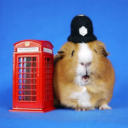 животное морская свинка сеанс